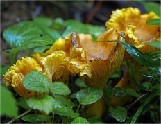 Cantharellus cibarius - Лисичка обыкновенная