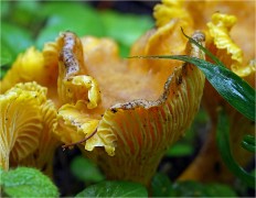 Cantharellus cibarius - Лисичка обыкновенная