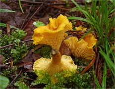 Cantharellus cibarius - Лисичка обыкновенная