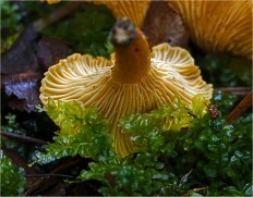 Cantharellus cibarius - Лисичка обыкновенная