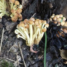 Hypholoma fasciculare - Ложноопёнок серно-жёлтый