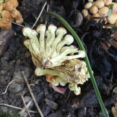 Hypholoma fasciculare - Ложноопёнок серно-жёлтый