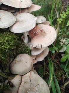 Entoloma abortivum - Энтолома недоразвитая