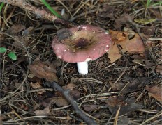 Russula vesca - Сыроежка съедобная