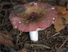 Russula vesca - Сыроежка съедобная