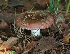 Russula vesca - Сыроежка съедобная