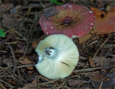 Russula vesca - Сыроежка съедобная