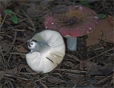 Russula vesca - Сыроежка съедобная