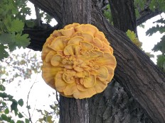 Laetiporus sulphureus - Трутовик серно-жёлтый