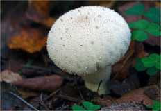 Дождевик съедобный