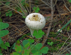 Дождевик съедобный