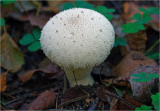 Дождевик съедобный