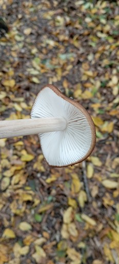 Hymenopellis radicata - Коллибия хвостатая