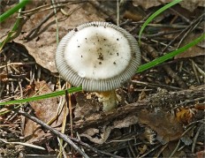 Amanita battarrae - Мухомор Баттарры