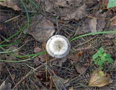 Amanita battarrae - Мухомор Баттарры