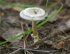 Amanita battarrae - Мухомор Баттарры