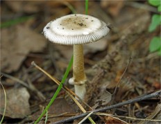 Amanita battarrae - Мухомор Баттарры