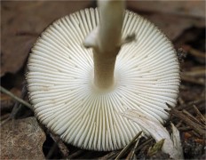 Amanita battarrae - Мухомор Баттарры