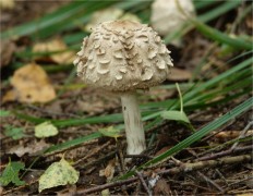 Chlorophyllum olivieri - Хлорофиллум Оливье