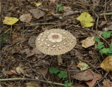 Chlorophyllum olivieri - Хлорофиллум Оливье