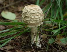 Chlorophyllum olivieri - Хлорофиллум Оливье