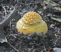 Amanita pantherina - Мухомор пантерный