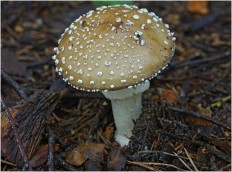 Amanita pantherina - Мухомор пантерный