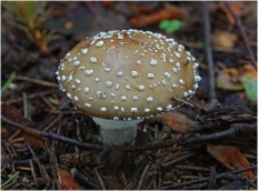 Amanita pantherina - Мухомор пантерный