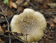 Amanita pantherina - Мухомор пантерный