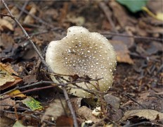 Amanita pantherina - Мухомор пантерный