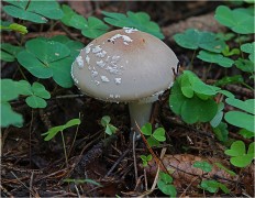 Amanita pantherina - Мухомор пантерный