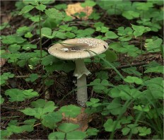 Amanita pantherina - Мухомор пантерный