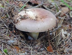 Russula vesca - Сыроежка съедобная