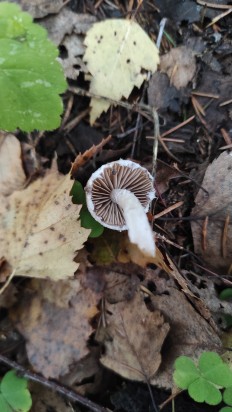 Psathyrella olympiana - Псатирелла олимпийская