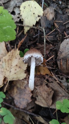 Psathyrella olympiana - Псатирелла олимпийская