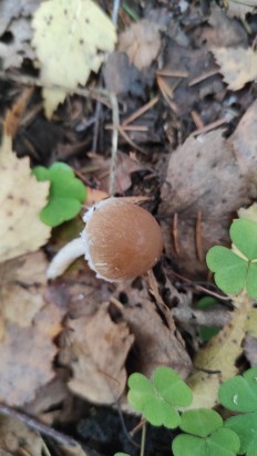 Psathyrella olympiana - Псатирелла олимпийская