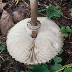 Chlorophyllum olivieri - Хлорофиллум Оливье