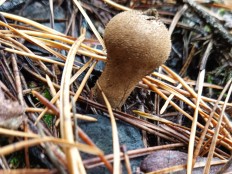 Lycoperdon perlatum - Дождевик съедобный