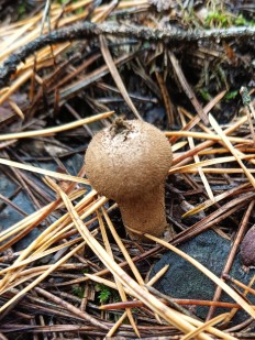 Lycoperdon perlatum - Дождевик съедобный