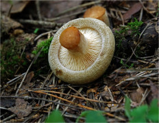 Свинушка тонкая