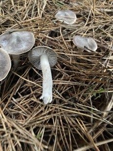 Tricholoma terreum - Рядовка землисто-серая