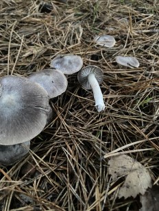 Tricholoma terreum - Рядовка напочвенная