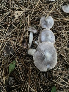 Tricholoma terreum - Рядовка напочвенная