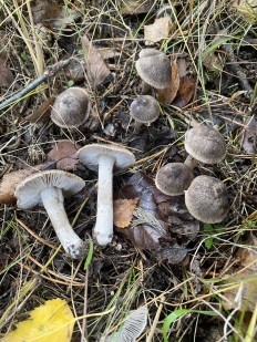 Tricholoma terreum - Рядовка напочвенная