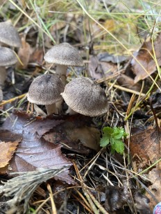 Tricholoma terreum - Рядовка землисто-серая