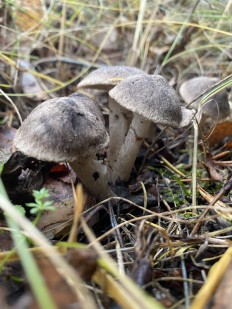 Tricholoma terreum - Рядовка землисто-серая