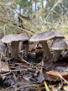 Tricholoma terreum - Рядовка землисто-серая