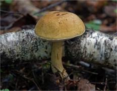 Tylopilus felleus - Жёлчный гриб