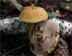 Tylopilus felleus - Жёлчный гриб