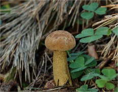 Tylopilus felleus - Жёлчный гриб